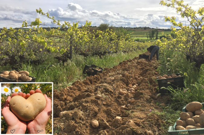 Kartoffeln auf dem Weingut Volvoreta