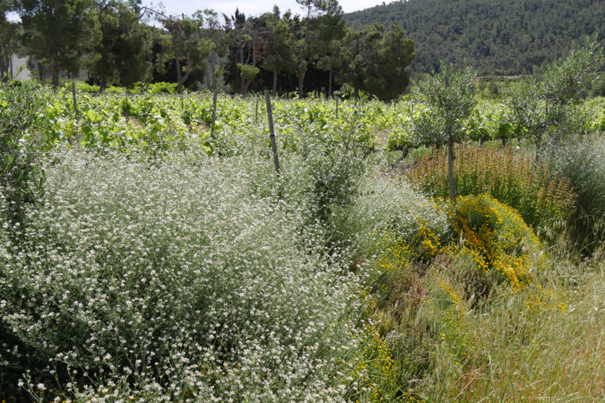 Üppige Vegetation dank Permakultur-Massnahmen