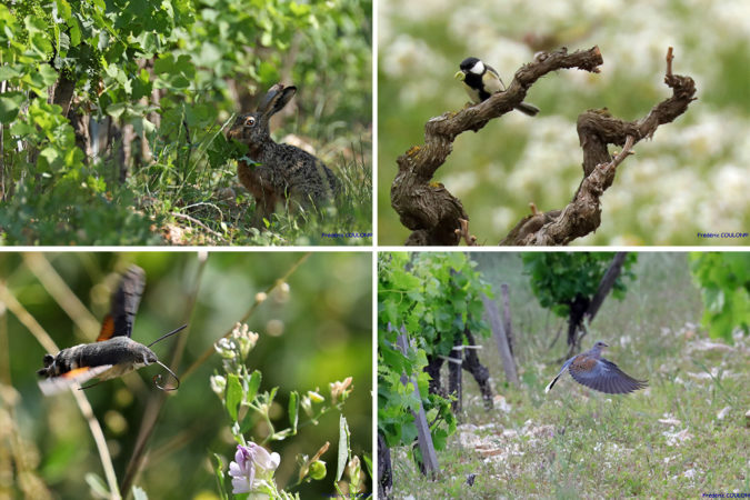 Eine reiche Tier- und Pflanzenwelt gehört neben den steinigen Böden zum Markenzeichen der Weinberge von Beaurenard.