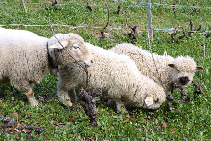 Schafe weiden in den begrünten Weinbergen und helfen dabei beim Humusaufbau.