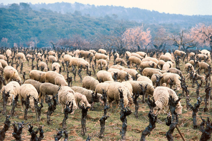 Schafe im Weinberg