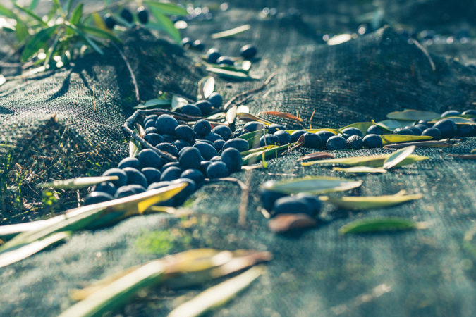 Oliven-Ernte auf dem Weingut Osoti