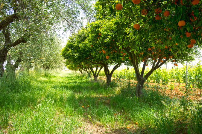 Mischkultur auf dem Weingut Maggio: Oliven, Orangen und Reben