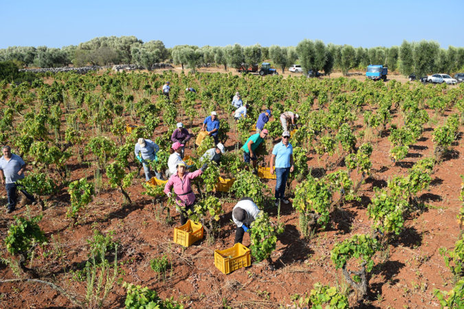 Erntehelfer auf dem Weingut Felline in Apulien beim Ernten der Primitivo-Trauben