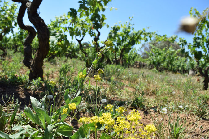 Biodiversität im Weinberb in Apulien