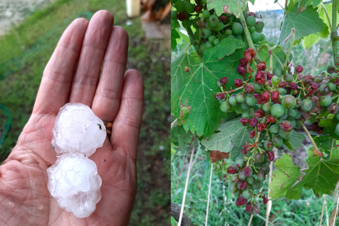 Hagel auf dem Weingut Poggio Ridente im Piemont