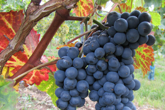 Gesundes Traubengut trotz schlechten Wetterverhältnissen: Resistente Rebsorten haben sich auf dem Weingut Hirschhof dieses Jahr bewährt.
