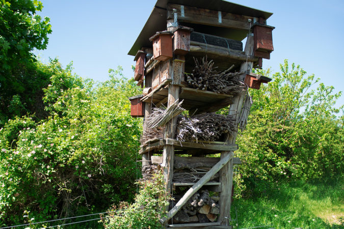 Ein Lebensturm dient in den Weinbergen des Weinguts Pflüger als Hotspot für Insekten und Vögel