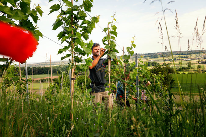 PIWI auf dem Vormasch: Auf dem Weingut Lenz setzt man auf robuste Rebsorten