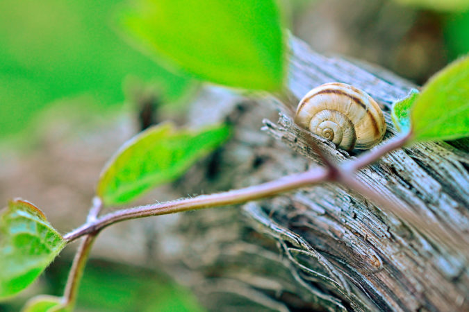 Schnecke im Weinberg