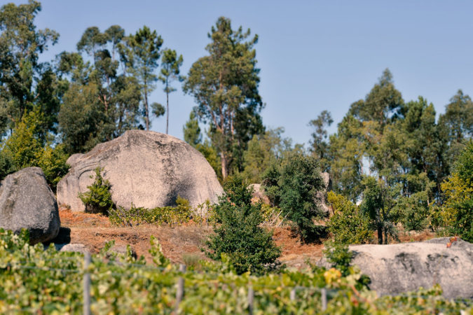 Weinberge, welche von Wäldern umgeben sind, bieten zustätzliche Vorteile.