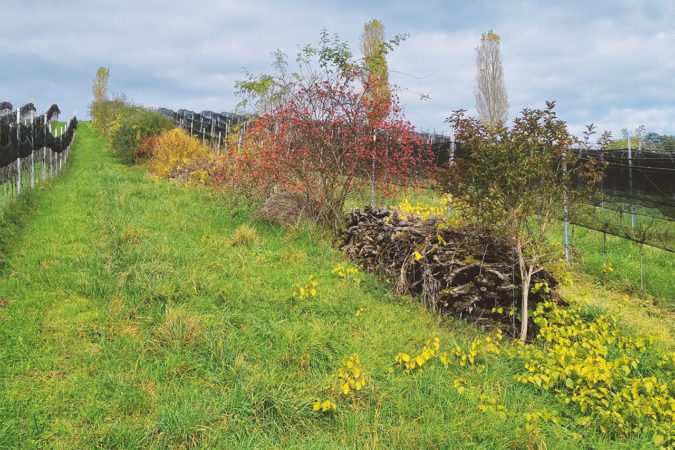 Bäume und Sträucher auf dem Weingut Lenz.