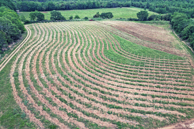 Die geschwungenen Rebzeilen sind typisch für den im Keyline-System angelegten Weinberg Beau Mulé auf Château Duvivier. Hier wird getestet, ob sich mithilfe von Bodenpilzen Wachstum und Resilienz gegen Trockenheit verbessern lassen.