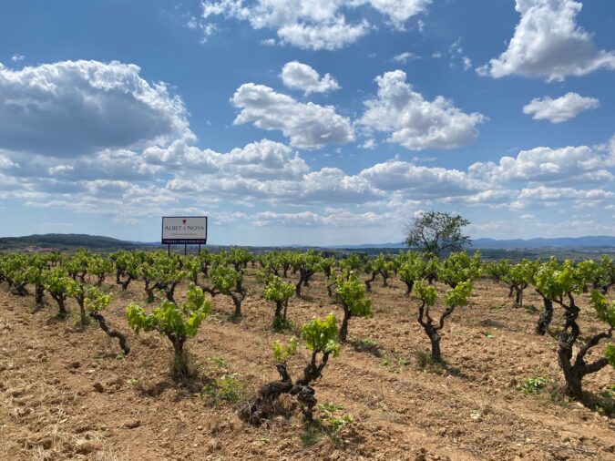 Das Weingut im Mai 2023. Auch tiefer wurzelnde alte Reben hielten der anhaltenden Trockenheit in Katalonien kaum mehr stand. 