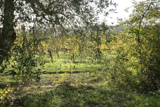 Trockensteinmauern und Bäume im Weingarten wie hier im Weingarten von Badia a Coltibuono fördern die Artenvielfalt im Weingarten. 