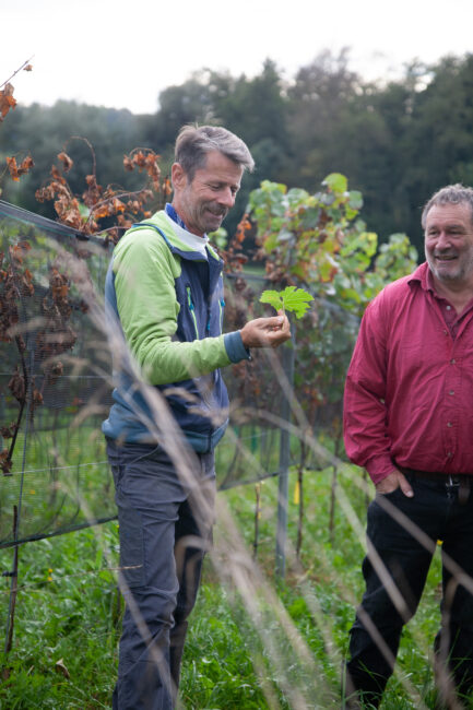 Roland Lenz und Rebsortenforscher Valentin Blattner im Lenzer Versuchsweingarten robuster Rebsorten