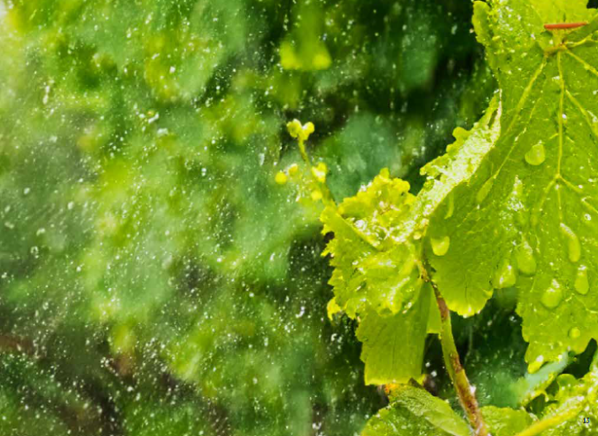 Durch feuchtes Wetter herrschte 2023 ein extrem hoher Krankheitsdruck 2023 im Bordeaux.