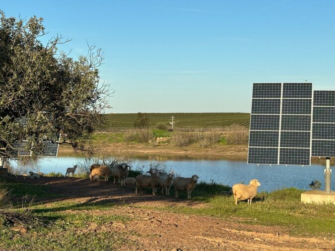 Valhe de Camelhos zeigt, wie naturnaher Weinbau in einem trockenen Gebiet funktioniert