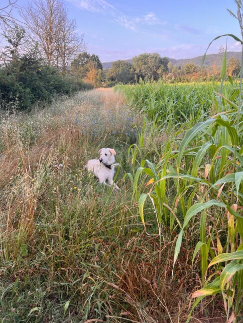 Tamaras Hund Tassilo heisst die Besucher auf Château Duvivier ebenso herzlich willkommen.