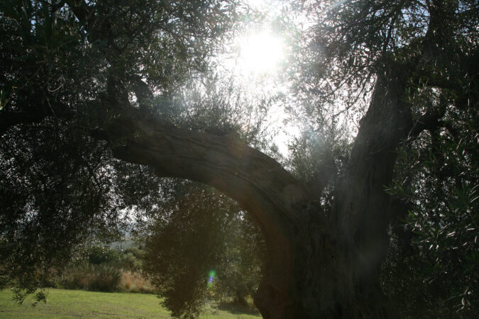 Die tausend Jahre alten Bäume von Marco Salustri haben schon so manchen Wetterumschwung miterlebt. 