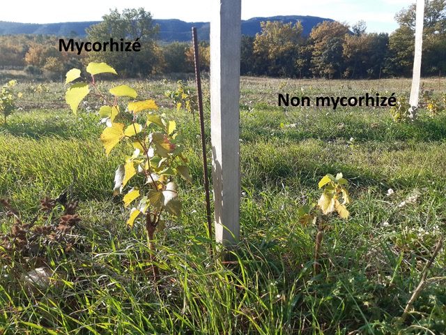 Mykorrhiza-Versuche auf dem Delinat-Forschungsweingut Château Duvivier in der Provence: linker Hand eine mit Mykorrhiza behandelte Unterlagsrebe, rechter Hand eine unbehandelte Unterlagsrebe. Die Unterschiede in der Wuchskraft sind frappant.