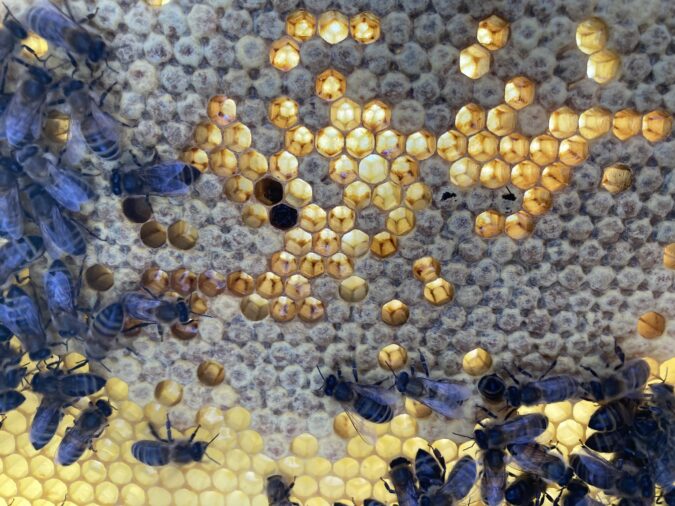 Ein Blick in das Zuhause der Honigbienen (c.) Michael Eyer