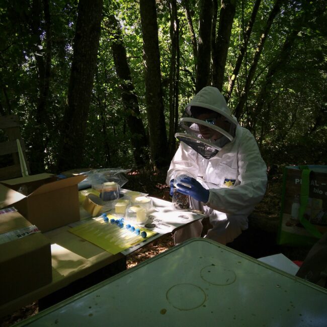 Bienenexperte Michael Eyer bei der Forschung im freien Feld (c.) A. Aebi