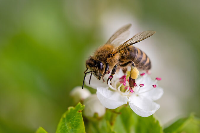 Biodiversität bedeutet auch: Ohne Bienen gibt es kein Obst. Und auch für den Weingarten sind Bienen unabdinglich. (c) Adobe Stock