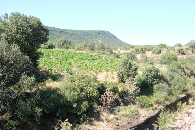 Ein in Wald und wilde Buschlandschaft integrierter Weingarten von Delinat-Winzer Sébastien Rouve, Weingut Mon Rêve
