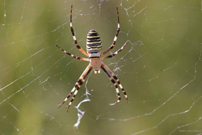 Diese Spinne «Argiope bruennichi» hat Fréderéric Coulon während unserer Begehung der Weingärten der Domaine Beaurenard mit seinem grossen Objektiv eingefangen.