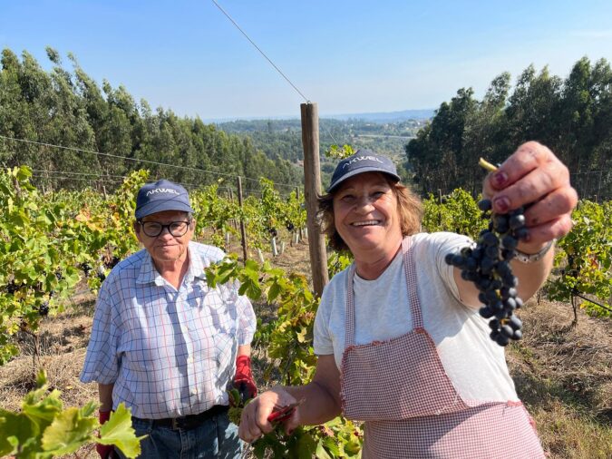 Ernte beim portugiesischen Delinat-Weingut Casa de Mouraz.