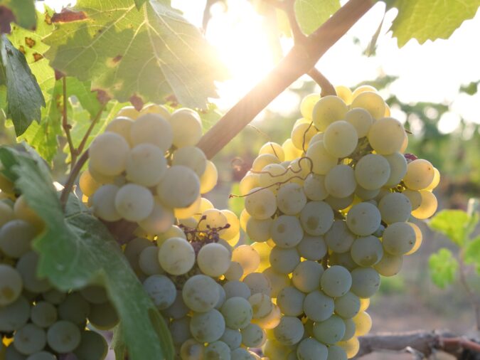 Gesundes Traubenmaterial ist das A und O für einen hochwertigen Wein.