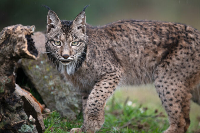 Der iberische Luchs im «Parque Natural Sierra de Andújar» in Andalusien. 2019 gab es schätzungsweise nur noch 830 Tiere seiner Art. 