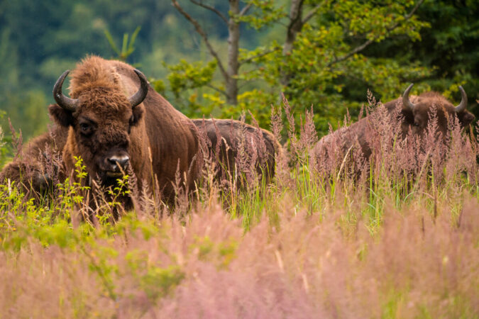 Rewilding Europe ist stolz die Rückkehr einer lebensfähigen Population von Bisons in Europa unterstützt zu haben. Photo: Rewilding Europe/Kristjan Jung