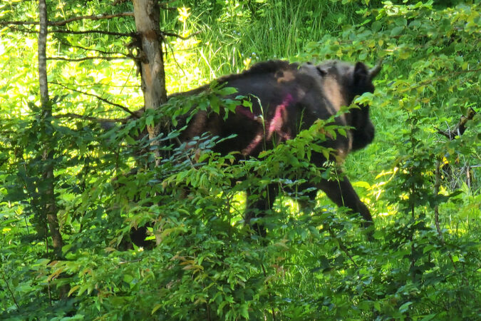 Ein Wisent wird in die Freiheit entlassen