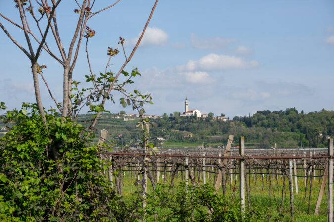 Nahe des schmucken Dörfchens San Bonifazio im Veneto liegen Fasolis Weingärten voller Biodiversitäts-Hotspots und Bäumen zwischen den Rebzeilen. 